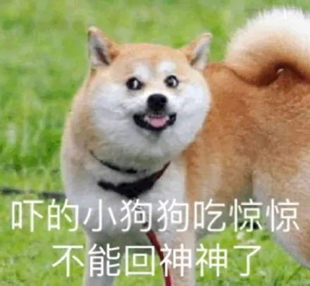 狗有八百个心眼子|网友假扔球戏弄狗子，它竟报复了回来…