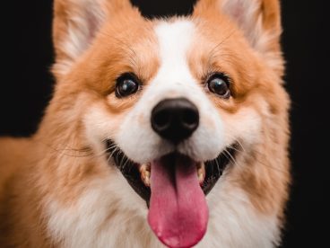 呆萌可爱柯基犬摄影图片