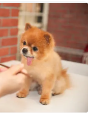宠物店有比特犬 | 男子带3条比特犬进宠物店，一个意想不到的动物跟着它们