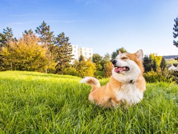 草地威尔士柯基犬可爱图片