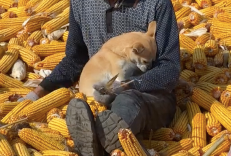 爷爷在忙着剥玉米,狗狗却坐在他怀里撒娇:我才是爷爷的小宝贝!