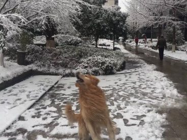 下雪了，最高兴的原来是我家大宝，那个玩的疯啊！都接连玩了两个小朋友了，小朋友们都被爸妈奶奶叫回家去了，他那个还一步三回头的不肯回家