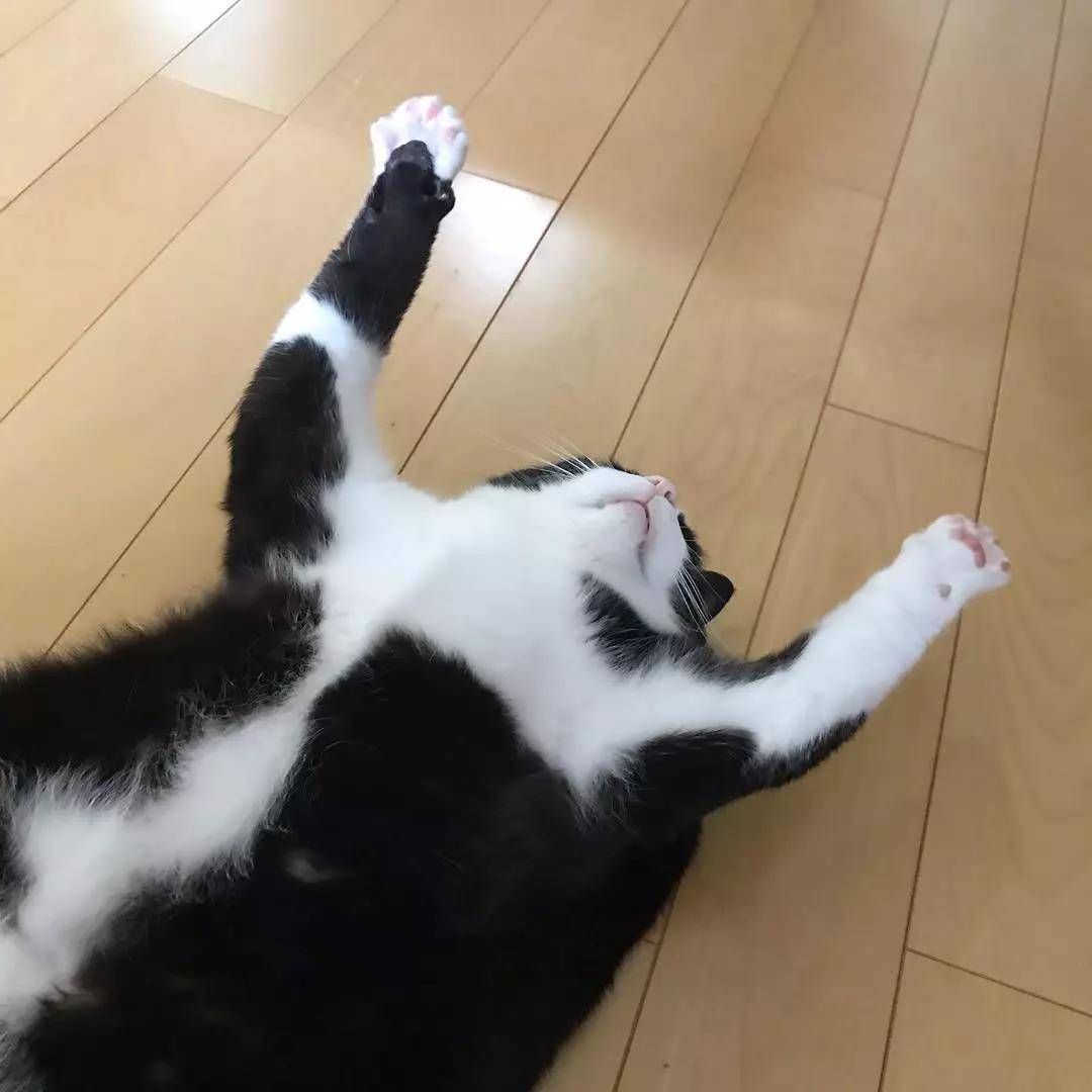 这只奶牛猫完美还原我春困的状态：基本上是一只废猫了