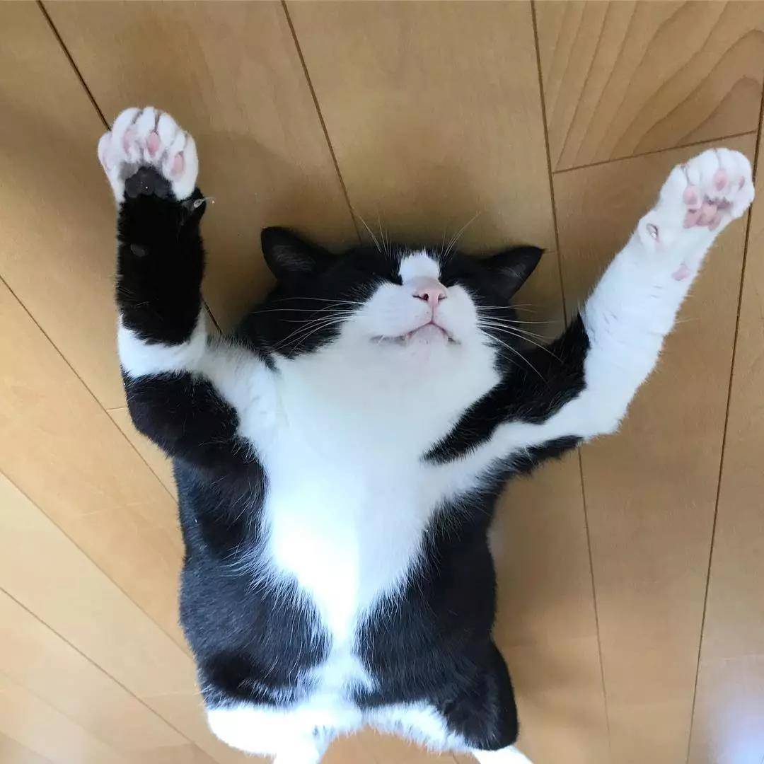 这只奶牛猫完美还原我春困的状态：基本上是一只废猫了