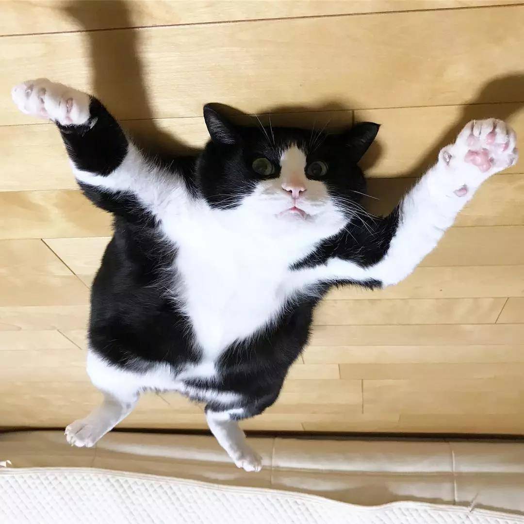 这只奶牛猫完美还原我春困的状态：基本上是一只废猫了