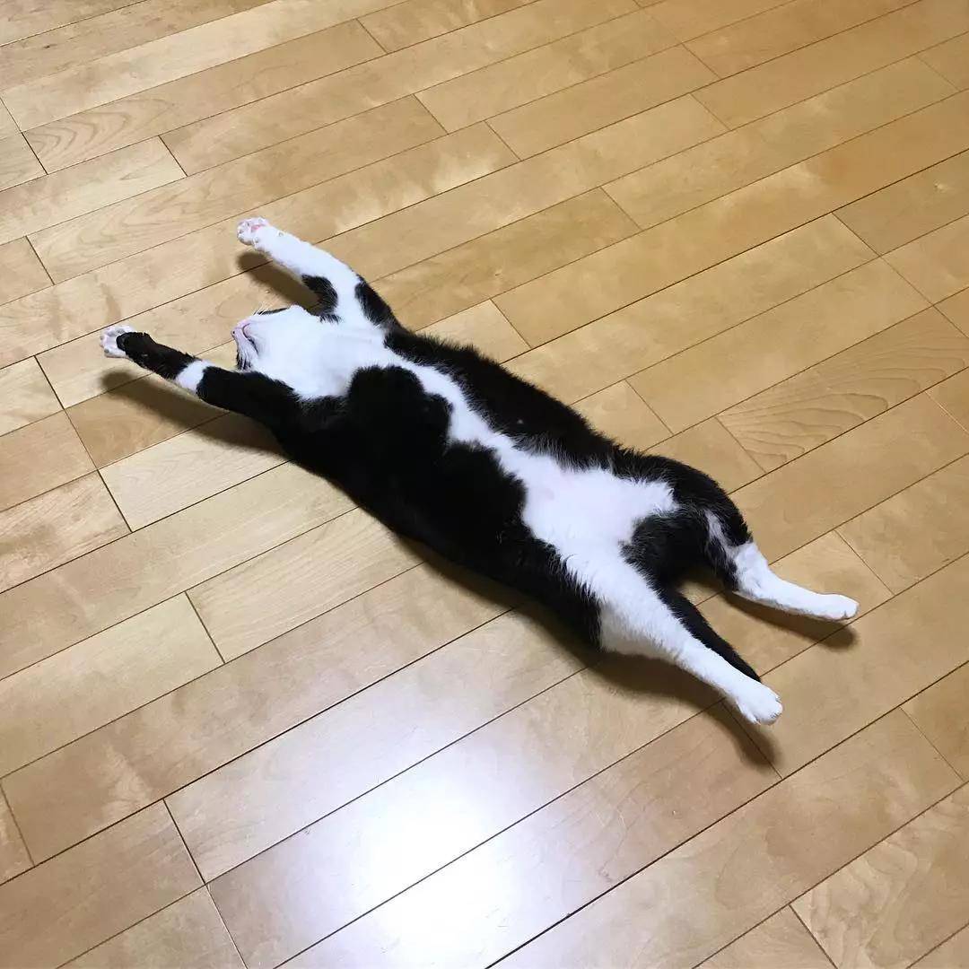 这只奶牛猫完美还原我春困的状态：基本上是一只废猫了