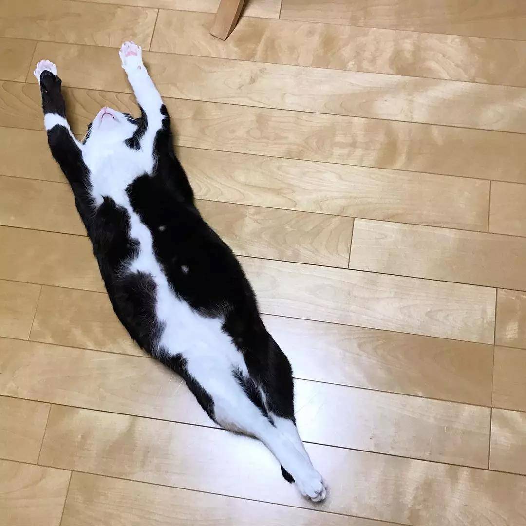 这只奶牛猫完美还原我春困的状态：基本上是一只废猫了