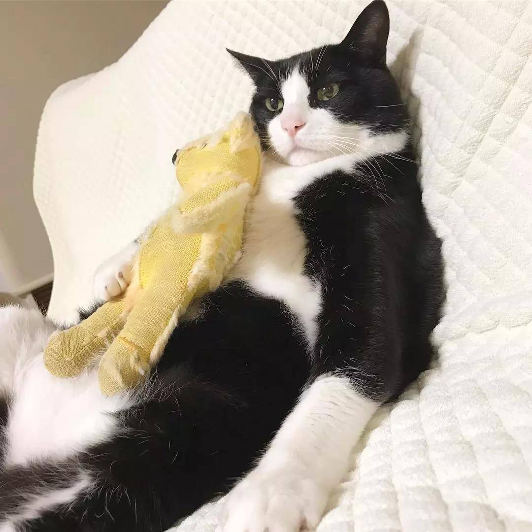 这只奶牛猫完美还原我春困的状态：基本上是一只废猫了