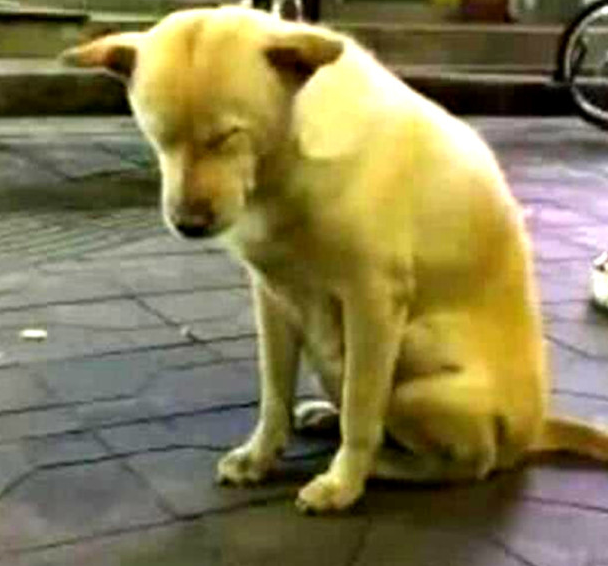 狗狗陪主人夜市街摆摊，见到它的气势过路人笑坏，简直刁难狗狗了