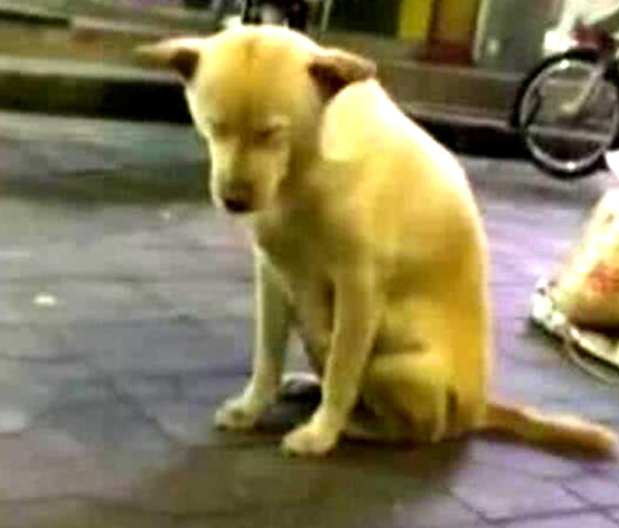 狗狗陪主人夜市街摆摊，见到它的气势过路人笑坏，简直刁难狗狗了
