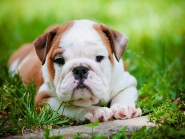 英国斗牛犬图片
