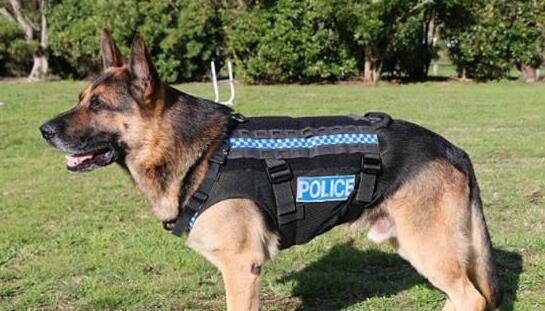 中华田园犬,看家护院是好手,为什么就做不了警犬?