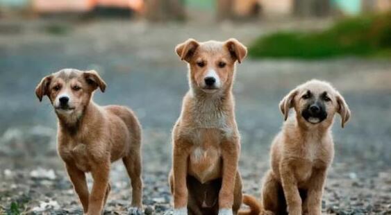 中华田园犬,看家护院是好手,为什么就做不了警犬?