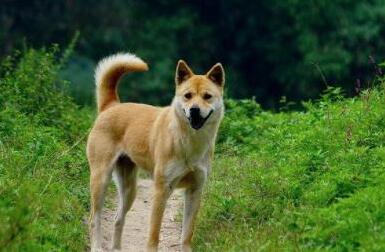 中华田园犬,看家护院是好手,为什么就做不了警犬?
