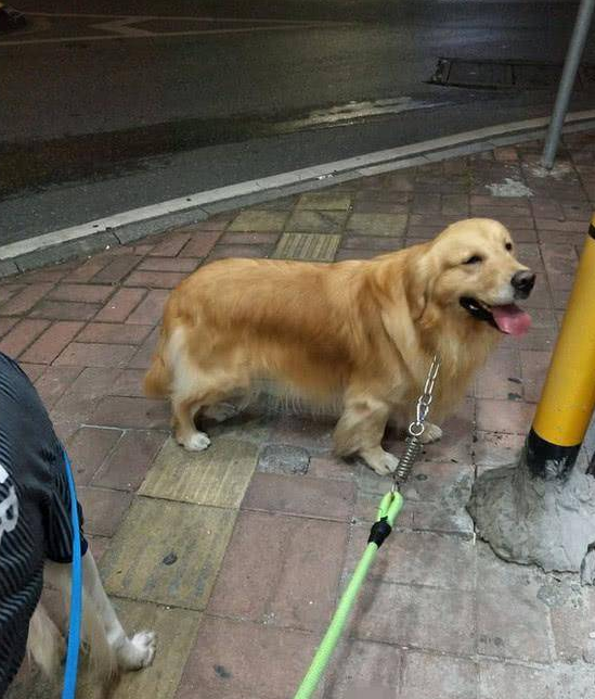 金毛生了窝狗，主人哭笑不得，网友：出生时穿丝袜