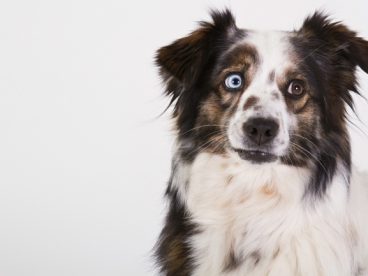 澳大利亚牧羊犬图片