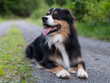 黑色澳大利亚牧羊犬图片