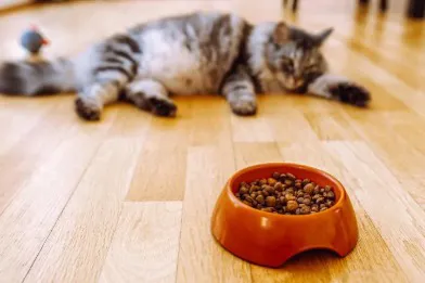 猫咪不吃东西是什么原因?七大常见原因及解决方法
