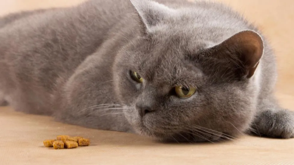 猫咪不吃东西是什么原因?七大常见原因及解决方法