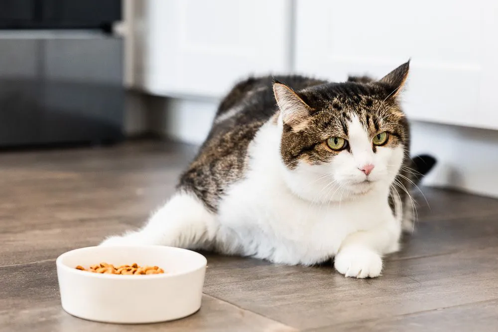 猫咪不吃东西是什么原因?七大常见原因及解决方法
