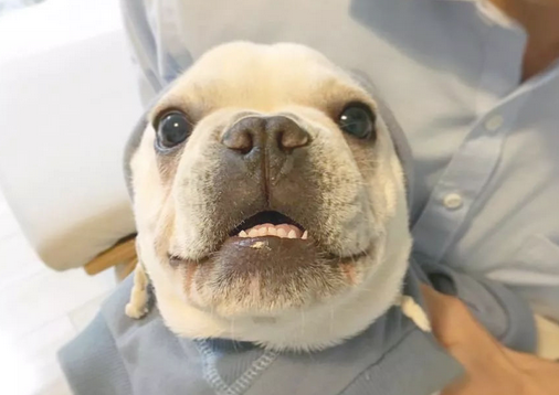 养只萌宝斗牛犬是种哪些感受？如同有一个亲人，没它少了归属感