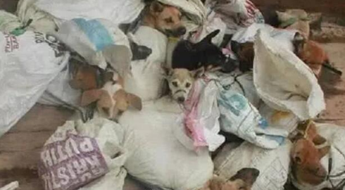 狗贩们虐杀宠物狗进行狗肉交易，是导致这里狂犬病蔓延的主要原因