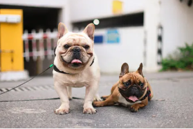 八哥犬一年的费用 | 女子养双手都数不完的巴哥犬，就算每年花十几万都愿意令人赞爆