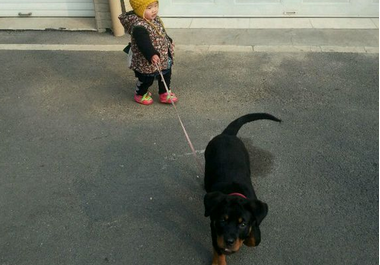 淘气圣伯纳犬反遛小主人 引发大家关注
