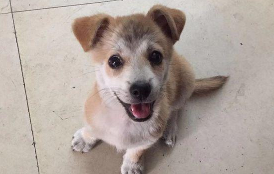 流浪犬渴坏掉眼巴巴望着饮品店，被营业员踢个跟斗后，狗狗一脸憋屈