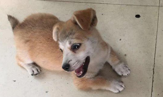 流浪犬渴坏掉眼巴巴望着饮品店，被营业员踢个跟斗后，狗狗一脸憋屈