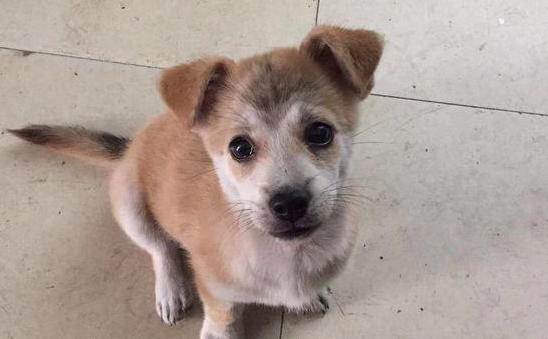 流浪犬渴坏掉眼巴巴望着饮品店，被营业员踢个跟斗后，狗狗一脸憋屈
