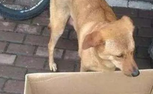 土狗含泪回到家，鼻子上出现一个血孔，看清物体后忍不住口吐芬芳