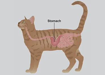 猫胃炎全解析：症状、原因及治疗方法