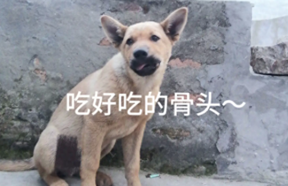 村里要查狗证，爸妈却拒绝给土狗办证！哥哥怕狗被抓走竟杀了吃掉