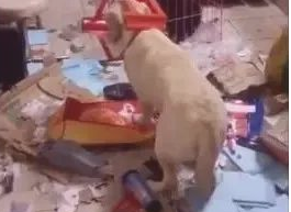 狗狗把家分解成垃圾场,椅子还套在狗头上,主人气炸了!