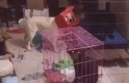 狗狗把家分解成垃圾场,椅子还套在狗头上,主人气炸了!