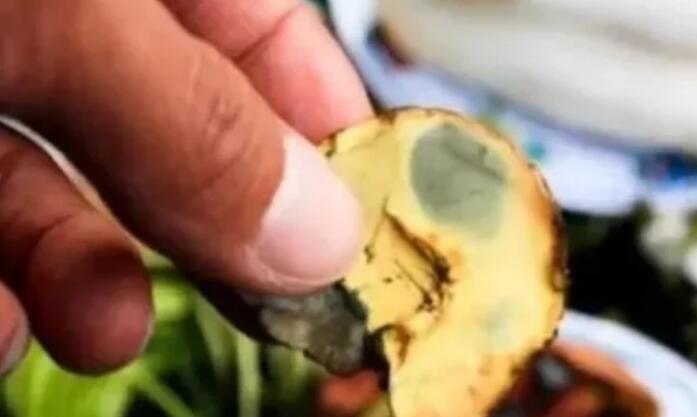 云南小狗吃野山菌致幻,在家乱咬空气,野蘑菇为何会让生物致幻?