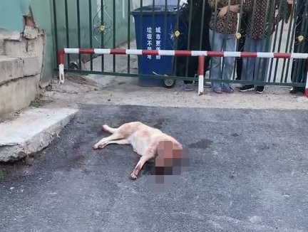 两男子当街持棍打狗，女子哭泣阻止，警方：狗已送往救助站