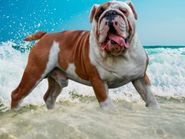 一只英国斗牛犬图片