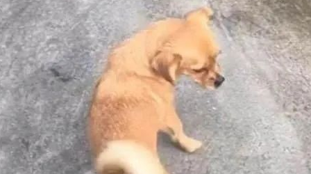 为了避免狗狗被欺负怀孕,男子特意做了个神器:这下万无一失了吧