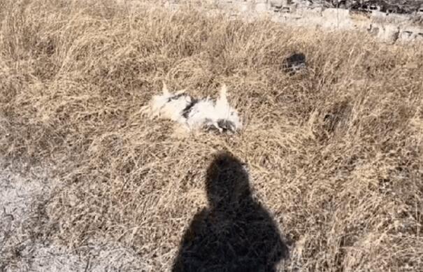 身披“铠甲”奄奄一息的流浪狗,当它卸下“铠甲”时,这才是它真实的模样