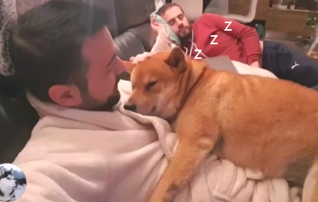 柴犬自小就躺主人手上睡，結果来到第二年，还把自身当奶狗