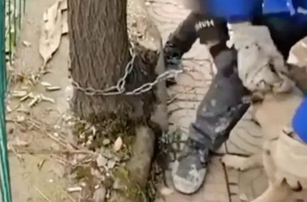 父亲要将家里的狗狗卖掉，儿子想去劝阻却被骂，站在原地眼泪直掉！