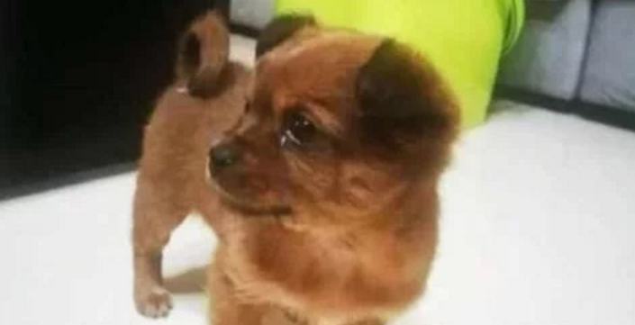 邻居买只金毛，便将养两年的田园犬抛弃，狗狗迷茫的眼神让人心疼