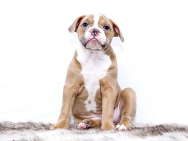 纯种斗牛犬图片