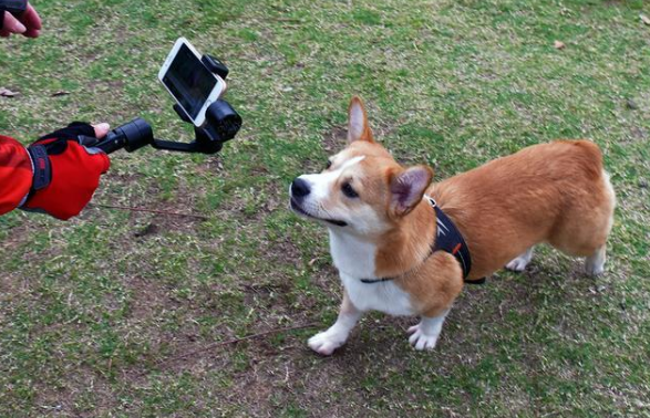 柴犬直播月入百万，能火过“薇娅李佳琦”吗？