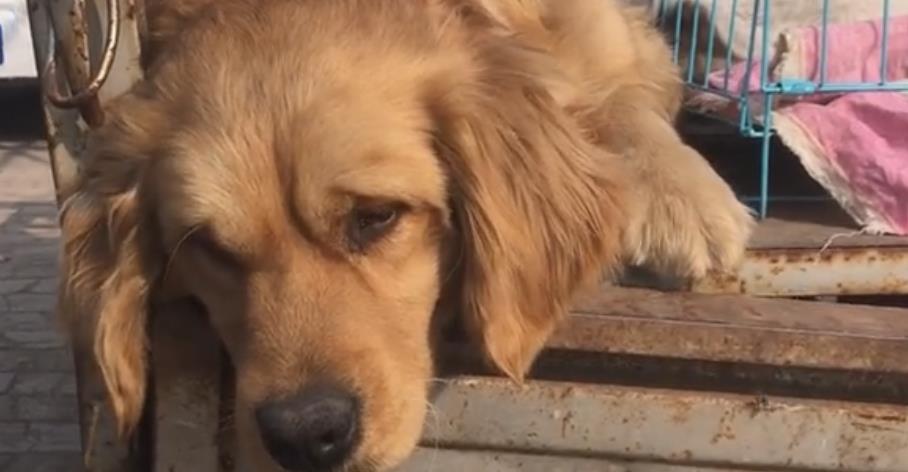 山东：金毛犬因为睡觉打呼被卖，狗市中，狗狗满脸生无可恋