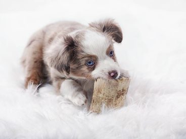 澳大利亚牧羊犬