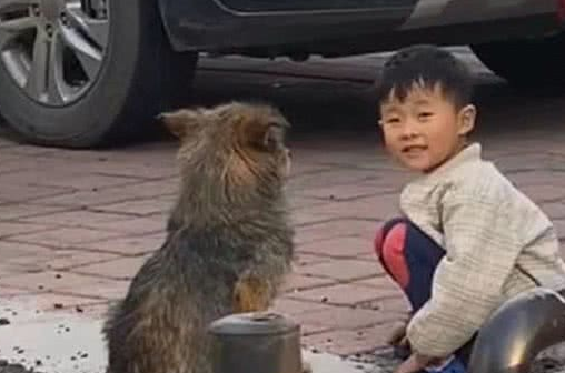 小男孩蹲在路边和流浪狗聊天,画面太治愈了,不禁露出姨母笑