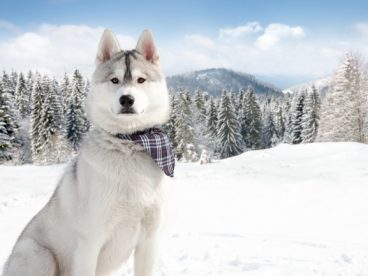 坐立雪中的西伯利亚雪橇犬图片